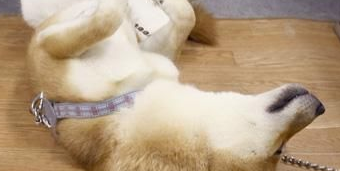 柴犬会抓老鼠吗?可通过训练柴犬抓老鼠 柴犬会抓老鼠吗?可通过训练柴犬抓老鼠
