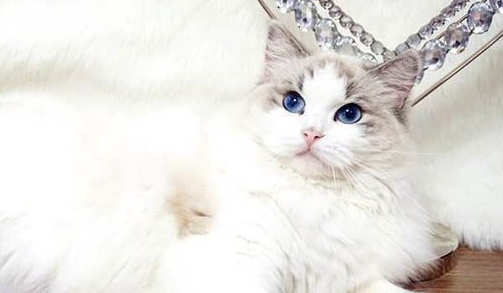 布偶猫眼睛小怎么回事?布偶猫眼睛小的原因原来是这样! 布偶猫眼睛小怎么回事?布偶猫眼睛小的原因原来是这样!