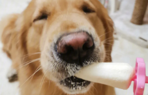 狗能吃雪糕吗?吃了怎么办? 狗能吃雪糕吗?吃了怎么办?