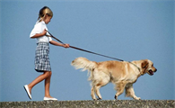 病犬养护｜如何养护生病的狗狗？