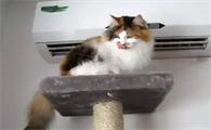 猫咪吹空调会怎么样啊