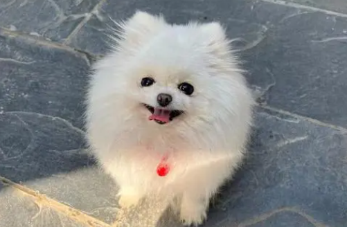 博美生病的症状和原因有哪些? 博美生病的症状和原因有哪些?