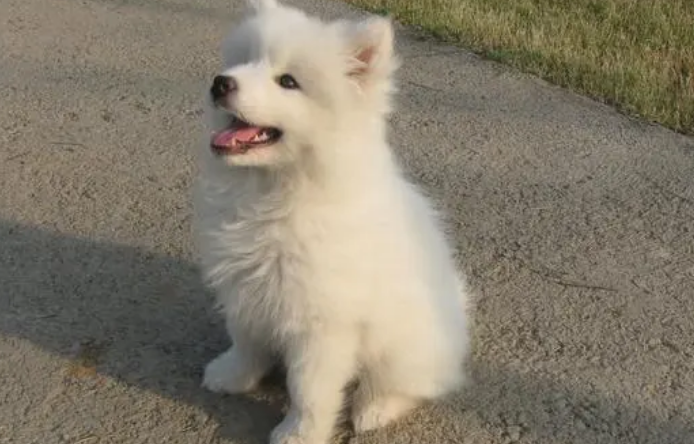 萨摩耶幼犬怎么训 萨摩耶幼犬怎么训