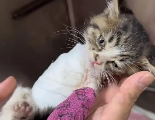 疑因车祸被刮掉皮的小猫,永远地离开了 疑因车祸被刮掉皮的小猫,永远地离开了