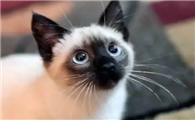 正常一只猫多少钱
