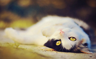 猫咪可以长时间晒太阳吗