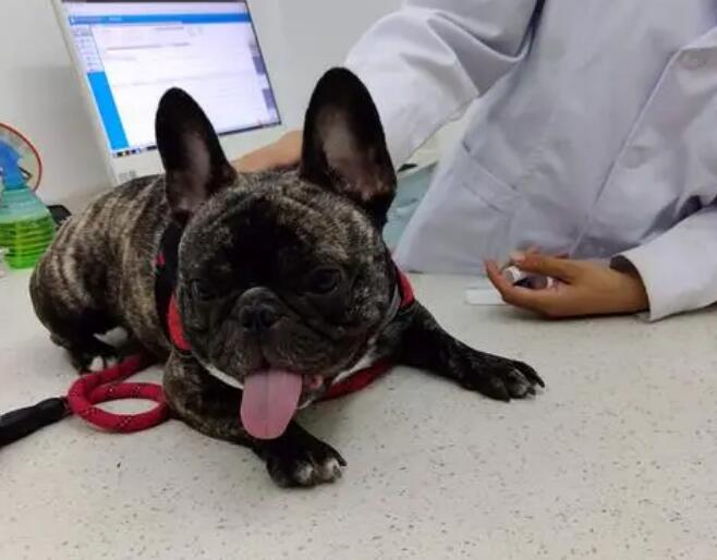 带狗狗去宠物医院看病前需要做好哪些准备