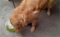 狗狗吐黄水不吃饭没精神怎么办