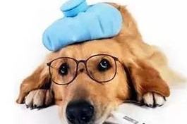 细小、犬瘟、是如何得来的？