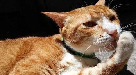 猫咪舔毛都舔秃了怎么办? 猫咪舔毛都舔秃了怎么办?