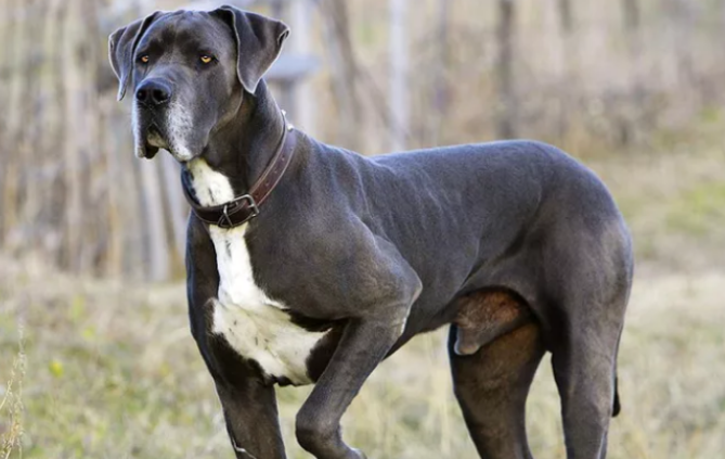 大丹犬性格特点是什么 大丹犬性格特点是什么