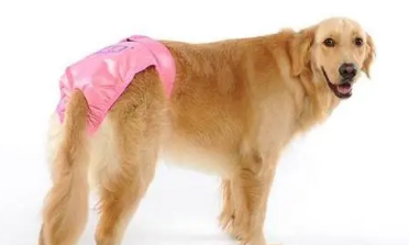 狗狗生理期小便处肿胀怎么办