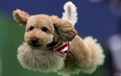 玩具贵宾犬驯养 保证它有适量的运动量 玩具贵宾犬驯养 保证它有适量的运动量