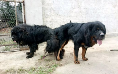 哪里有藏獒犬舍