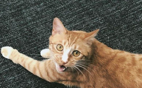 猫咪会来姨妈吗怎么办？猫咪会来姨妈吗怎么办呀？