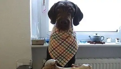 怎样喂养让狗狗更健康！来看看吧