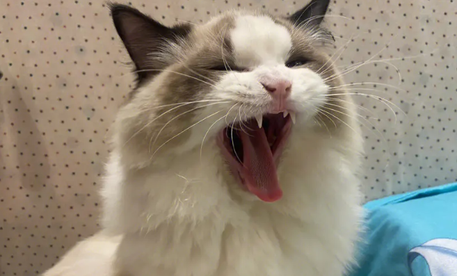 布偶猫拉软便怎么办？布偶猫拉软便这样做最有效！