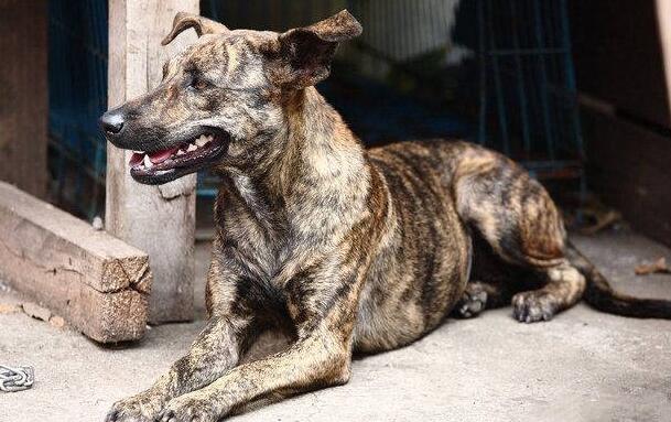 正宗虎斑犬什么样花纹 正宗虎斑犬什么样花纹