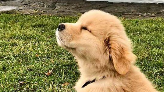 冬天狗狗需要做好这几步，预防犬窝咳！