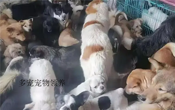 多宠宠物领养是真的吗 多宠宠物领养是真的吗