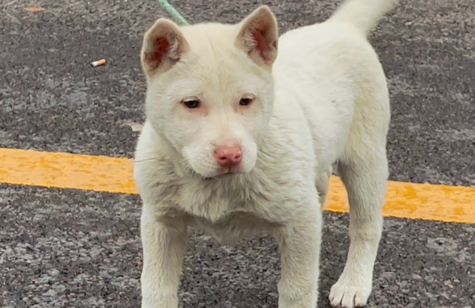 下司犬介绍图片