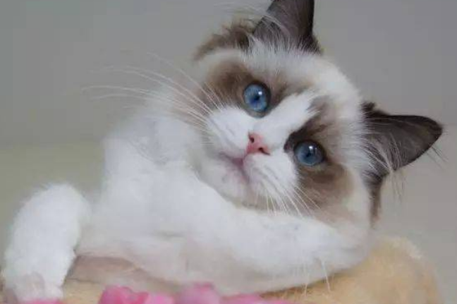 布偶猫的可训练性有多高？