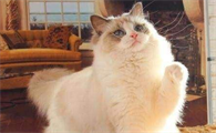布偶猫掉毛怎么办？布偶猫掉毛的三大原因