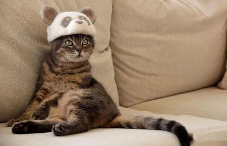 银渐层猫掉毛太厉害了怎么办?铲屎官来看看吧 银渐层猫掉毛太厉害了怎么办?铲屎官来看看吧