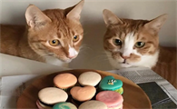 猫咪为什么爱应激反应呢