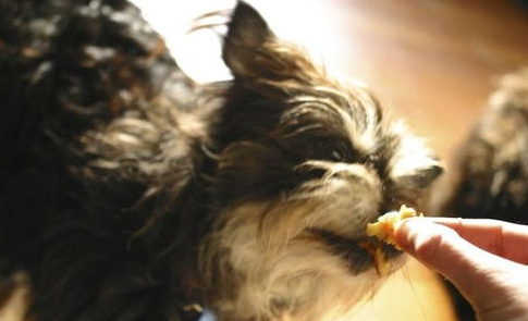犬钩虫病会传染人吗?狗狗健康! 犬钩虫病会传染人吗?狗狗健康!