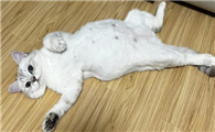 猫咪露肚子是什么意思啊