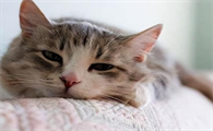 小猫四肢无力是什么原因