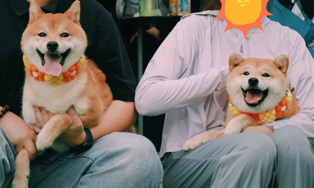 柴犬耳朵有豁口？柴犬耳朵有豁口正常吗？