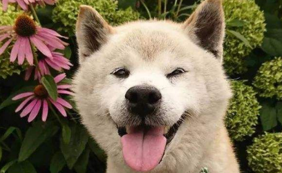 怎样训练柴犬唤回 训练柴犬的时候需要注意什么 怎样训练柴犬唤回 训练柴犬的时候需要注意什么