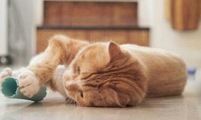 一文详解:猫有口腔炎症怎么办? 一文详解:猫有口腔炎症怎么办?