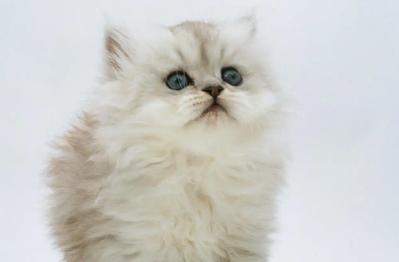 哈宠优选的猫多少钱 哈宠优选的猫多少钱