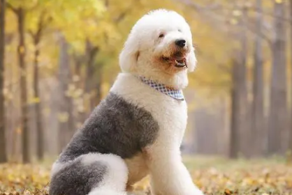 古牧为什么是禁养犬啊