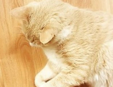 踩到猫咪的脚怎么办? 踩到猫咪的脚怎么办?