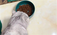 宠趣猫粮好么