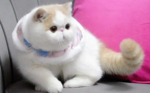 异国短毛猫的喂养方法和美容注意事项? 异国短毛猫的喂养方法和美容注意事项?