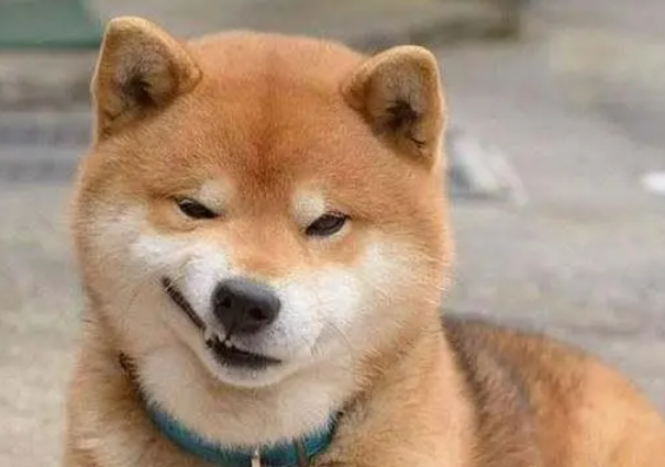 柴犬大概多少钱 柴犬大概多少钱