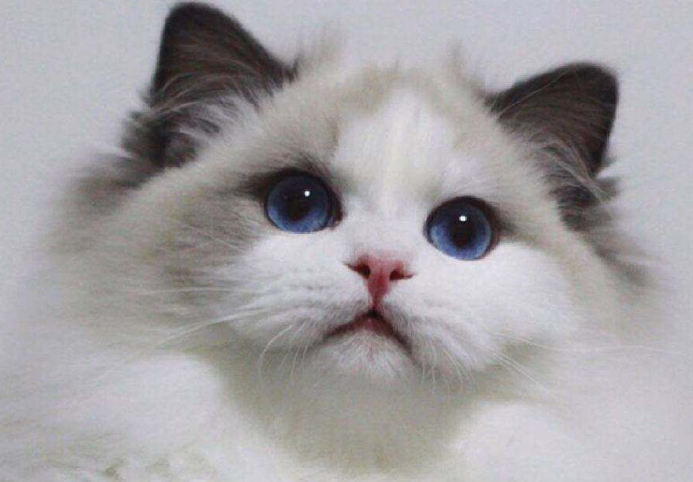 布偶猫毛量不好或毛短怎么办?猫咪食补发毛是关键! 布偶猫毛量不好或毛短怎么办?猫咪食补发毛是关键!