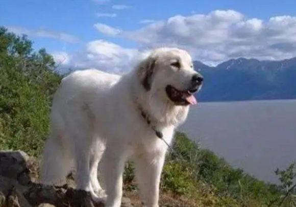 大白熊犬打架能排第几 大白熊犬打架能排第几