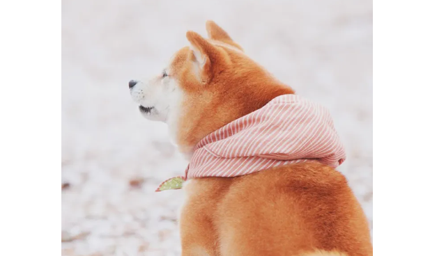 柴犬耳朵间隔很大？柴犬不纯正耳朵有什么表现？