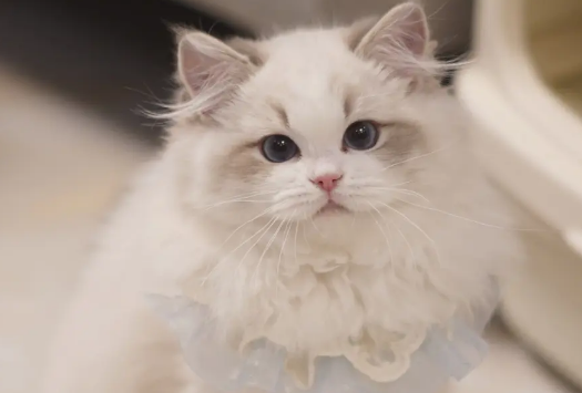 布偶猫容易掉毛，布偶猫掉毛这样处理最好！