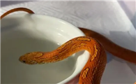 宠物蛇需要喂水吗？