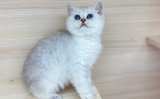 饲养银渐层猫的禁忌有哪些呢？