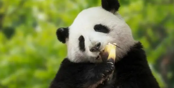 网红熊猫花花被游客喊“胖子”,大摇大摆的小公举愣了一秒钟 网红熊猫花花被游客喊“胖子”,大摇大摆的小公举愣了一秒钟