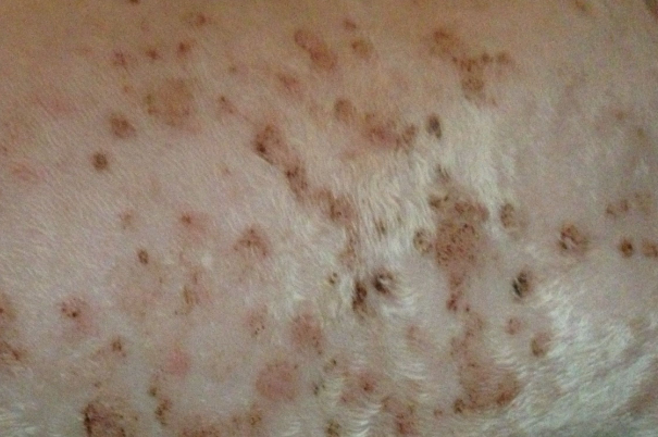 狗狗长湿疹怎么办？