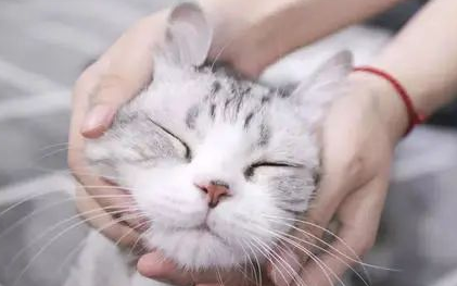 一文详解:猫耳朵有耳螨怎么办? 一文详解:猫耳朵有耳螨怎么办?